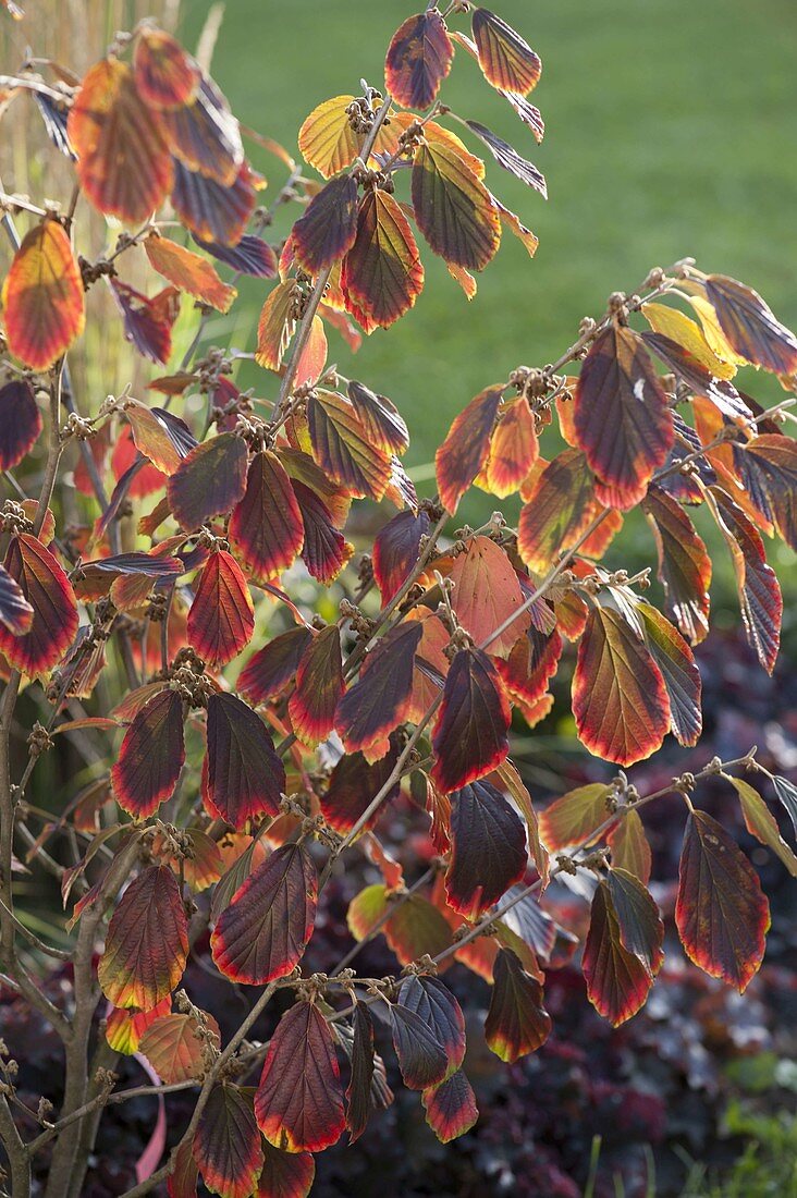 Hamamelis 'Arnold's Promise' (Witch Hazel) in autumn colours