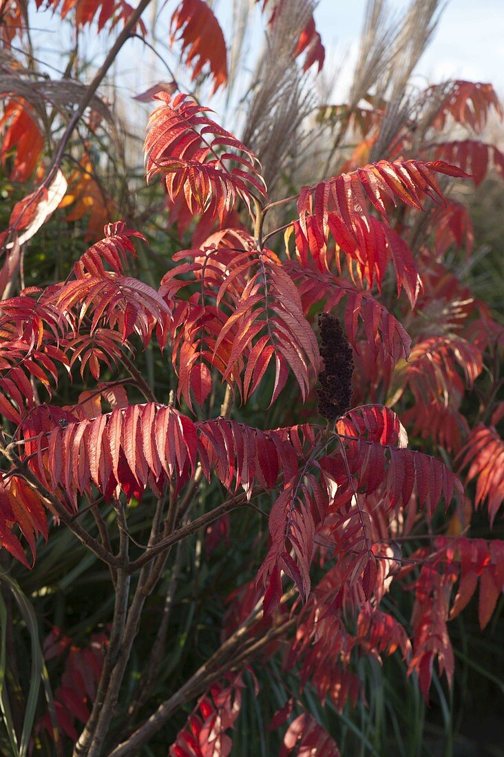 Rhus typhina (Essigbaum) in Herbstfärbung