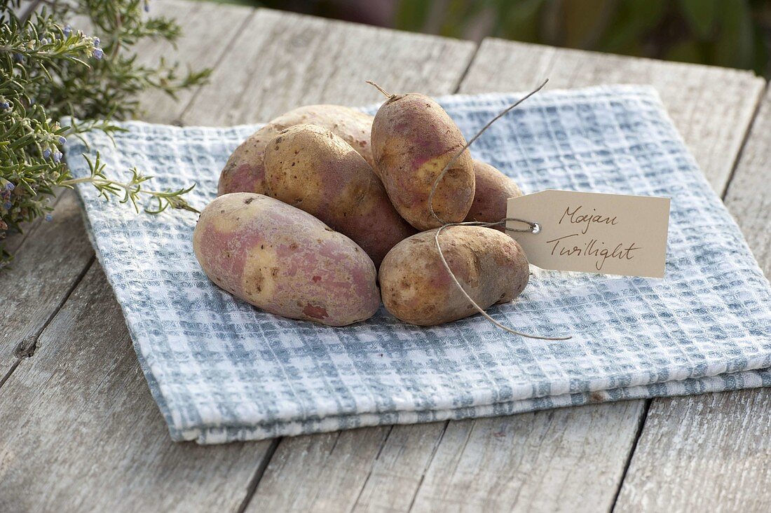 Kartoffel-Sorte 'Mayan Twilight' (Solanum tuberosum) mit Etikett