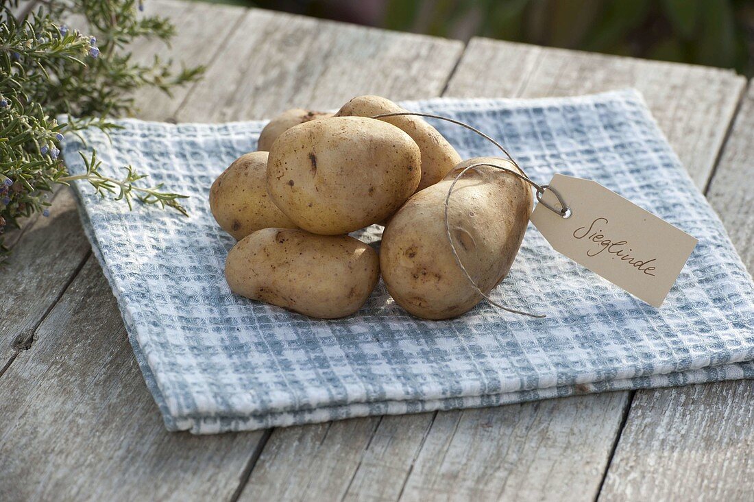 Potato - variety 'Sieglinde' (Solanum tuberosum) with label