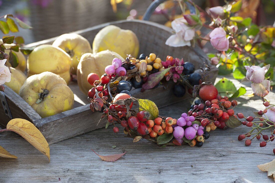 Berry wreath of Rosa (rosehip), Cotoneaster (dwarf medlar), sea buckthorn