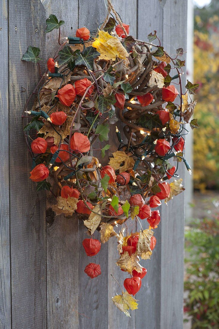 Wreath of tendrils decorated with Hedera (ivy), Physalis (lanterns)