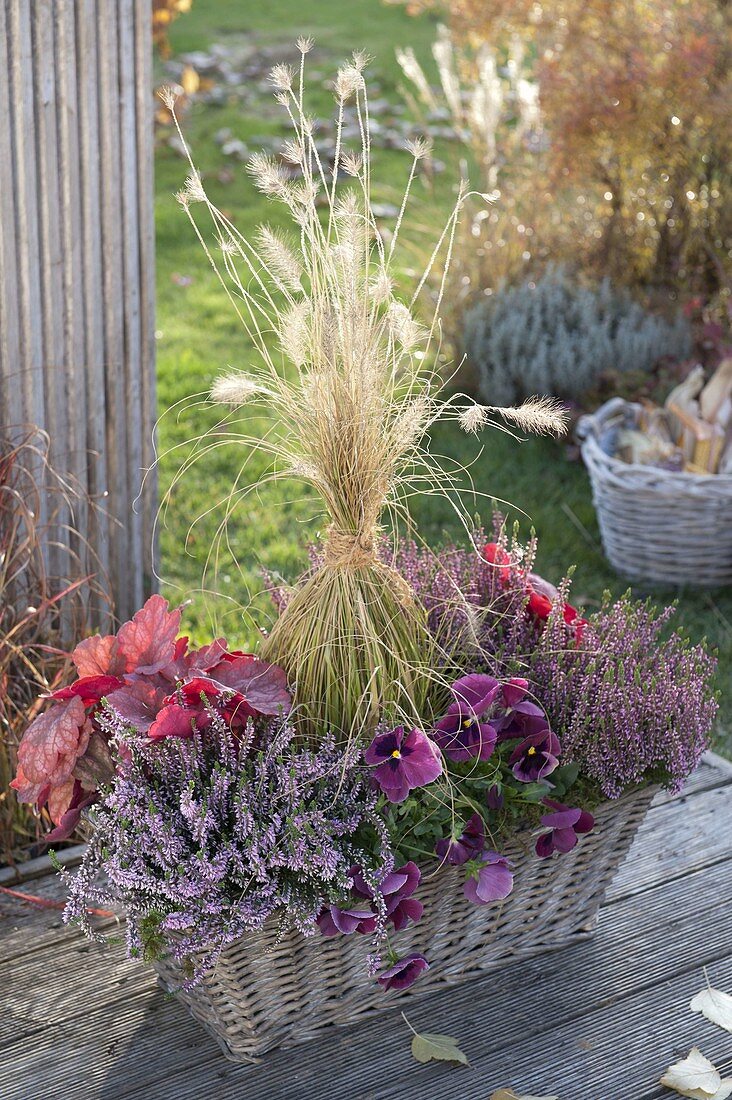 Basket planted with Calluna Garden Girls