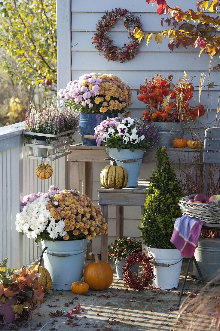 Herbstbalkon mit Dreier-Chrysanthemum (Herbstchrysanthemen), Calluna