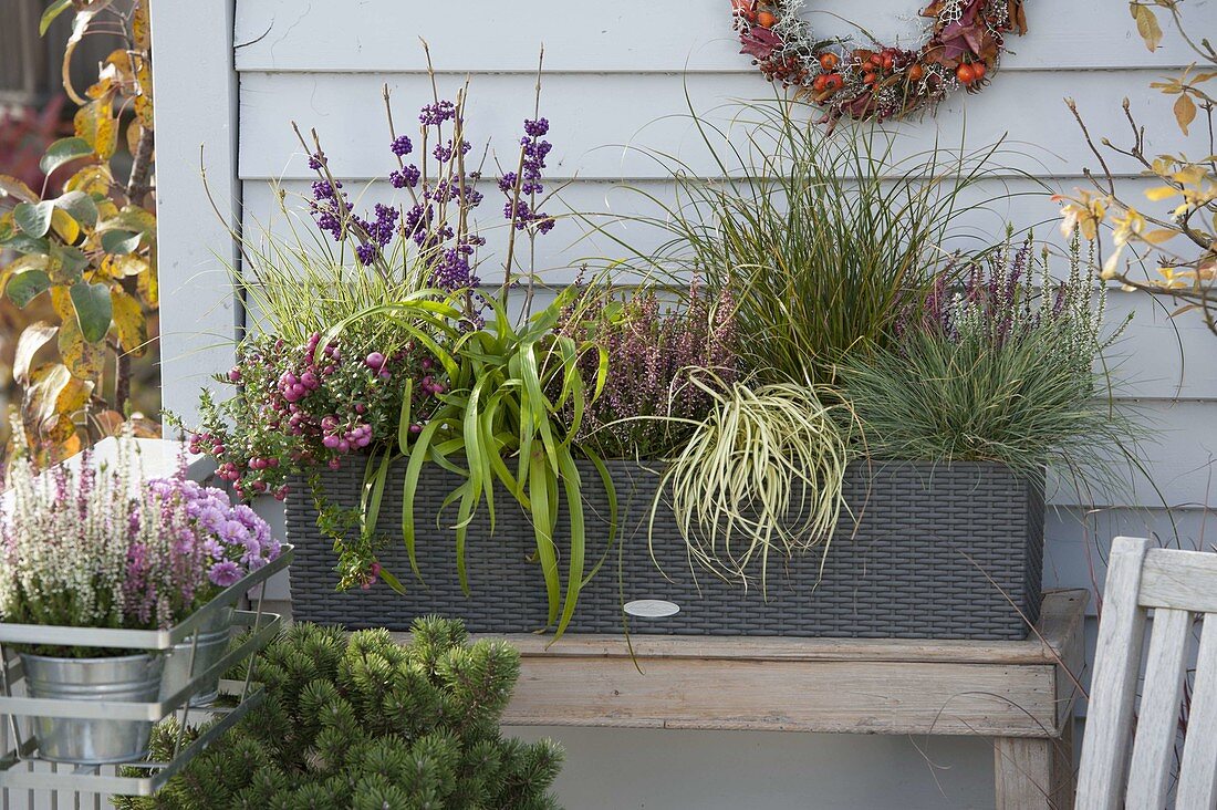 Lechuza box with grasses, heather and berries