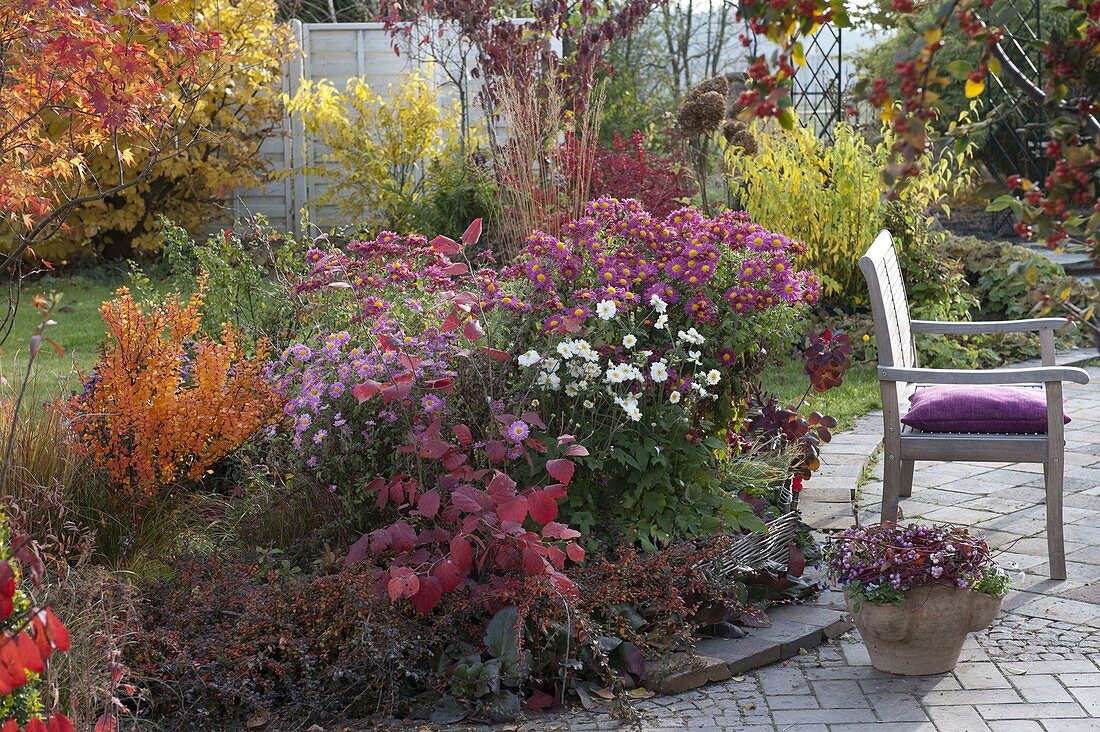 Chrysanthemum koreanum 'Corinna' & Hebe (Autumn Chrysanthemum)