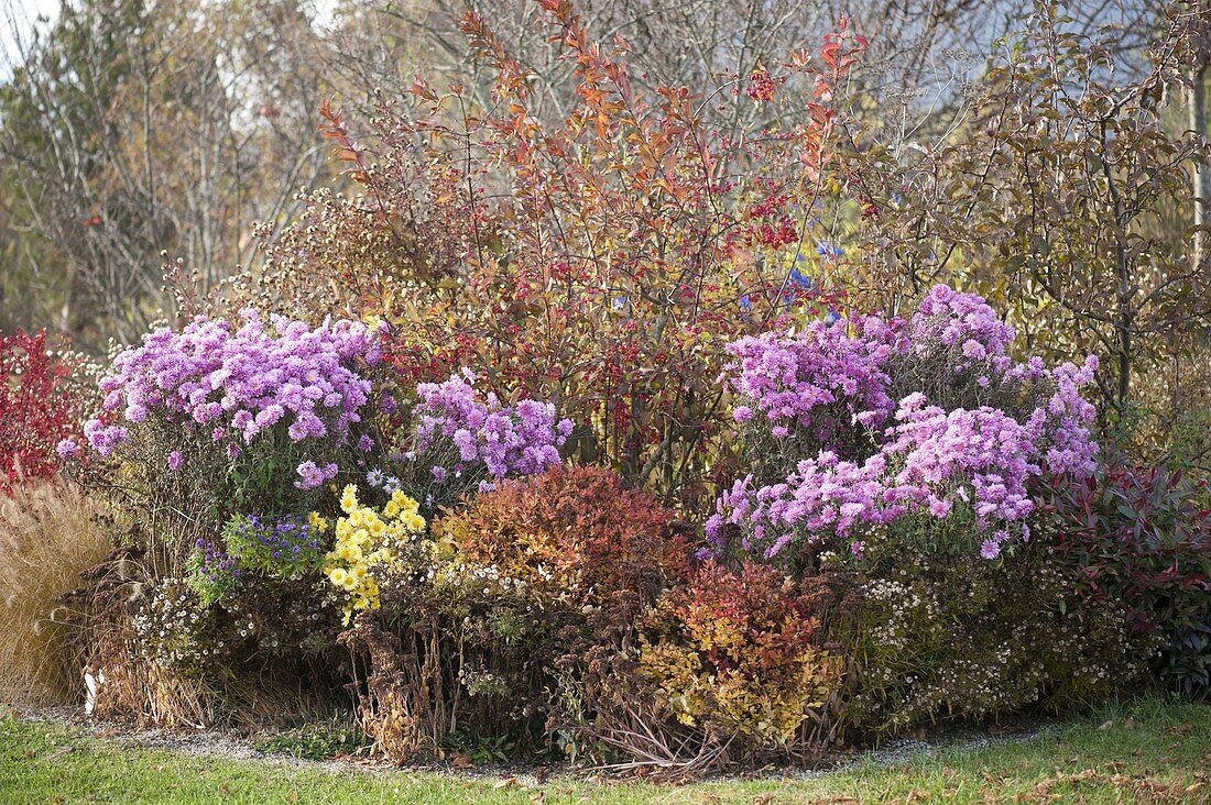 Chrysanthemum indicum 'Schweizerland' (Autumn Chrysanthemum)