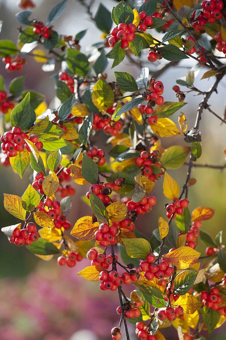 Cotoneaster dielsianus (Grey Medlar) with red berries