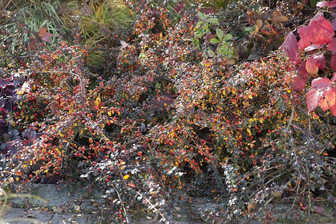 Cotoneaster dammeri (Dwarf medlar) with red berries