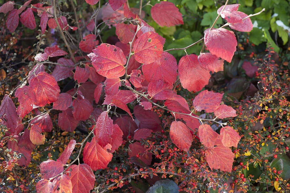 Fothergilla major (Featherbush shrub)