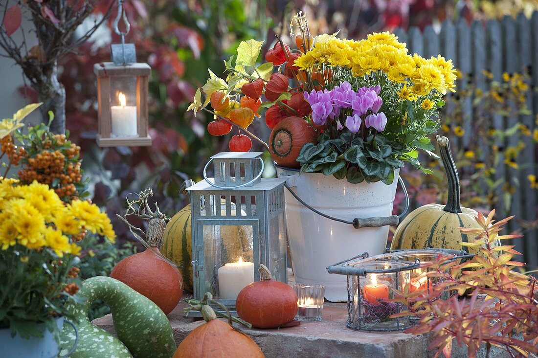 Autumn planted enamel buckets: Chrysanthemum