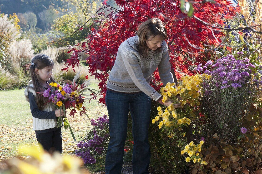 Girl with autumn bouquet, bed with Acer palmatum