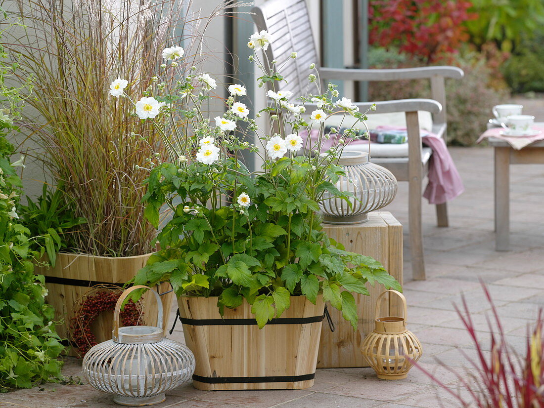 Anemone japonica 'whirlwind', Miscanthus