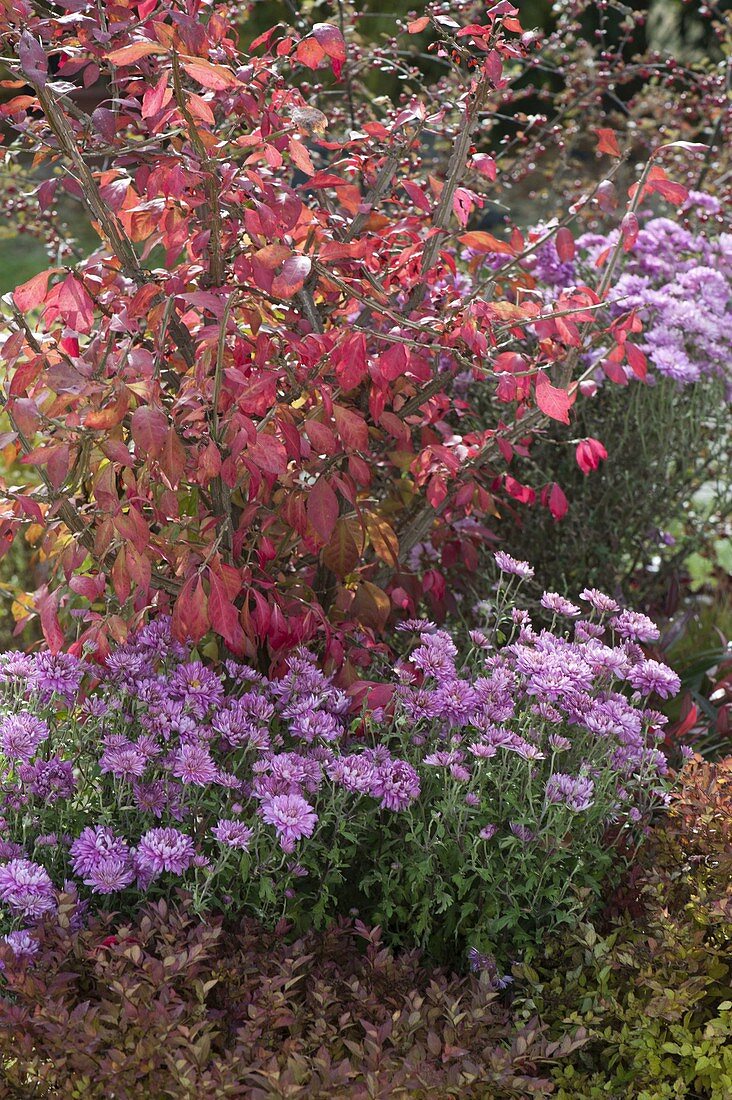 Euonymus alatus (Cork spindle bush) with Chrysanthemum