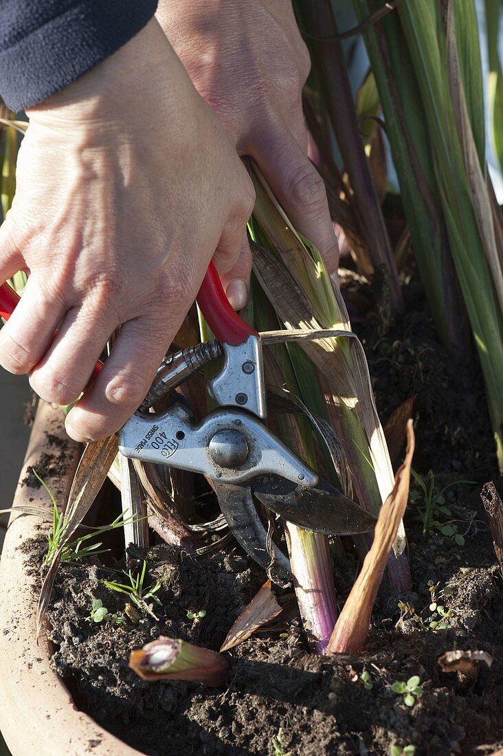 Cut back gladiolus (gladiolus) in autumn