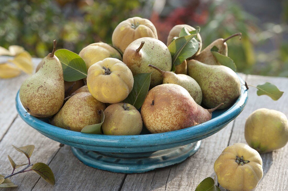 Bowl of freshly harvested pears 'Tongeren' and quinces