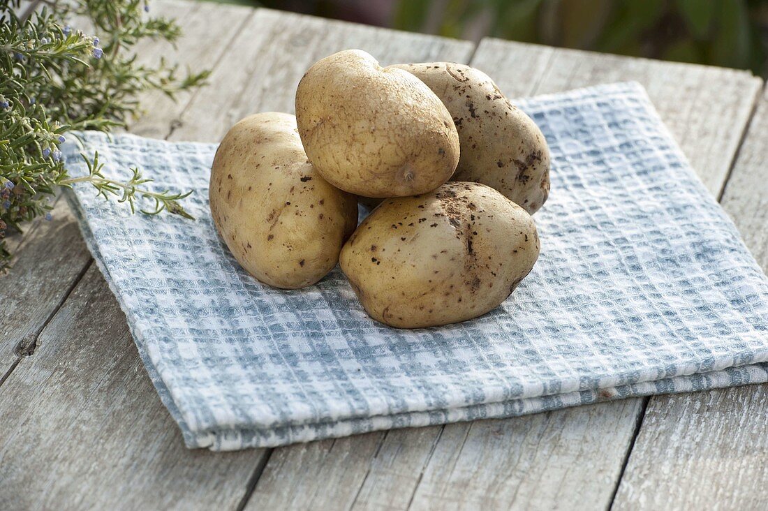 Kartoffel-Sorte 'Ackersegen' (Solanum tuberosum)