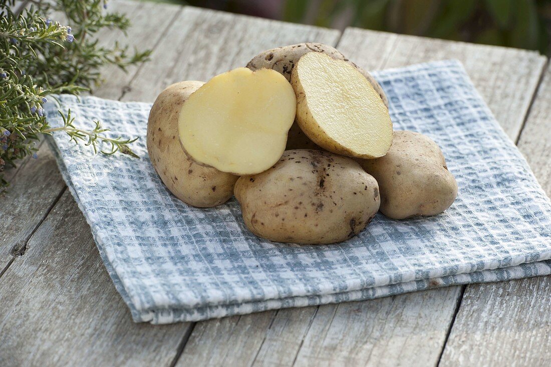 Potato variety 'Ackersegen' (Solanum tuberosum)