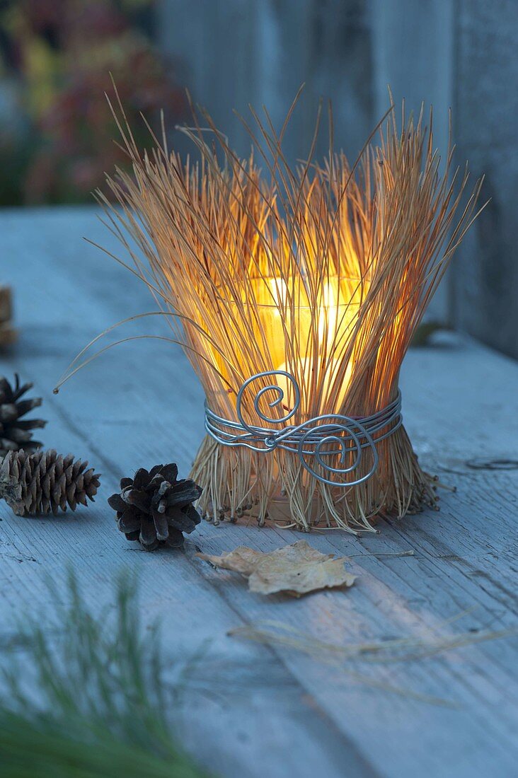 Glass with dried needles of Pinus (silk pine) as a lantern