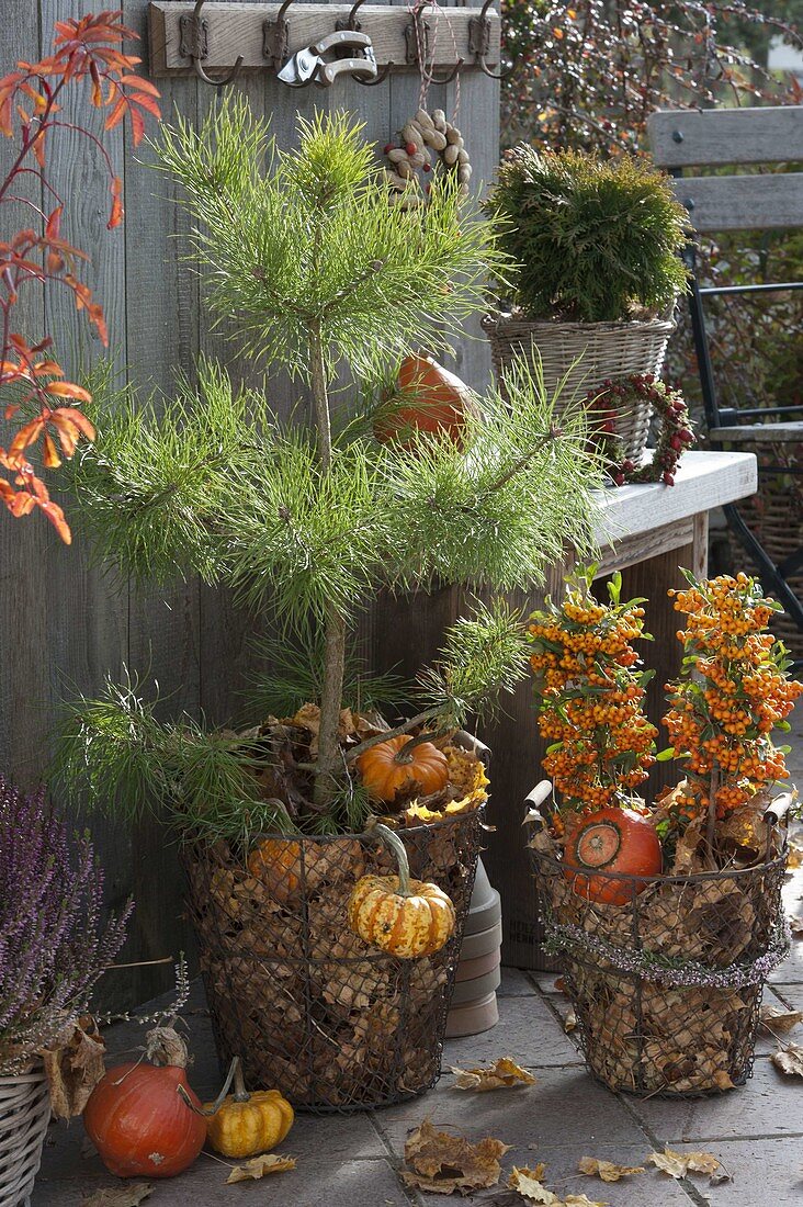 Woody plants in wire baskets with foliage as winter protection