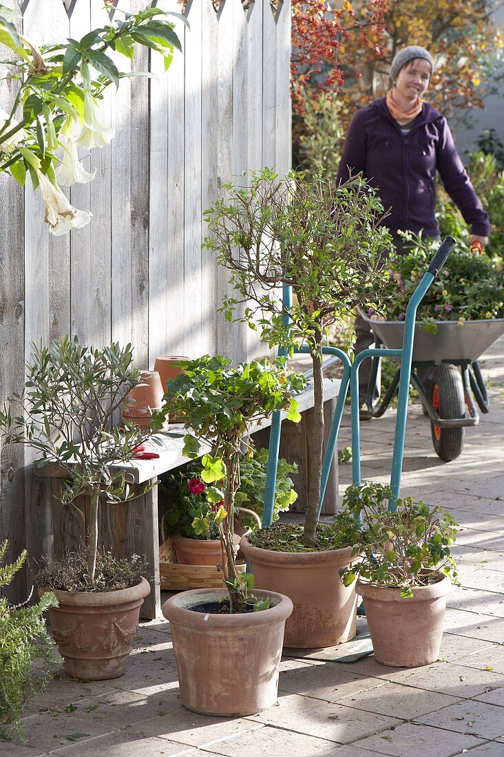 Cut back potted plants before wintering