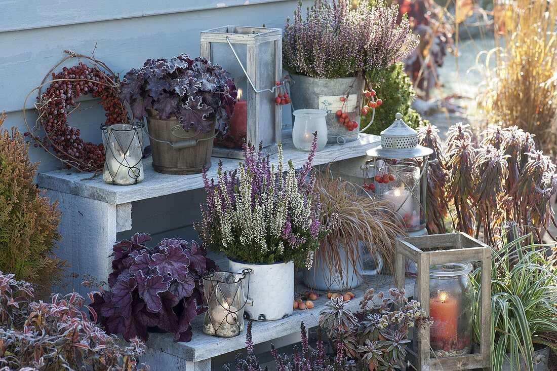 Planting staircase with Heuchera (purple bellflower), Calluna 'Twin Girls'