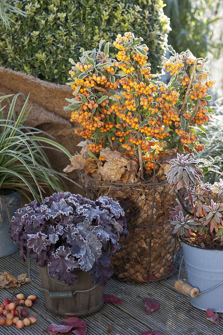 Pyracantha 'Soleil d'Or' (Firethorn), Heuchera (Purple Bellflower)