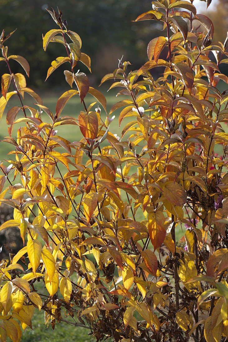 Weigelia (Weigelie) in Herbstfarben