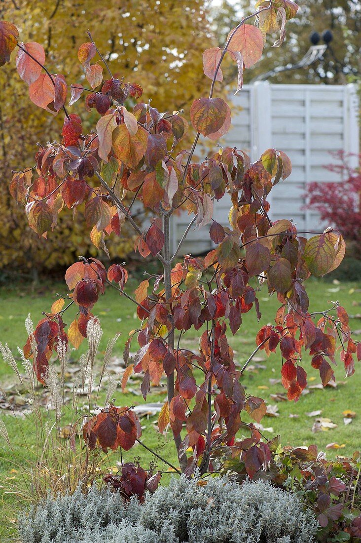 Cornus nuttallii (Nutall's flowering dogwood)