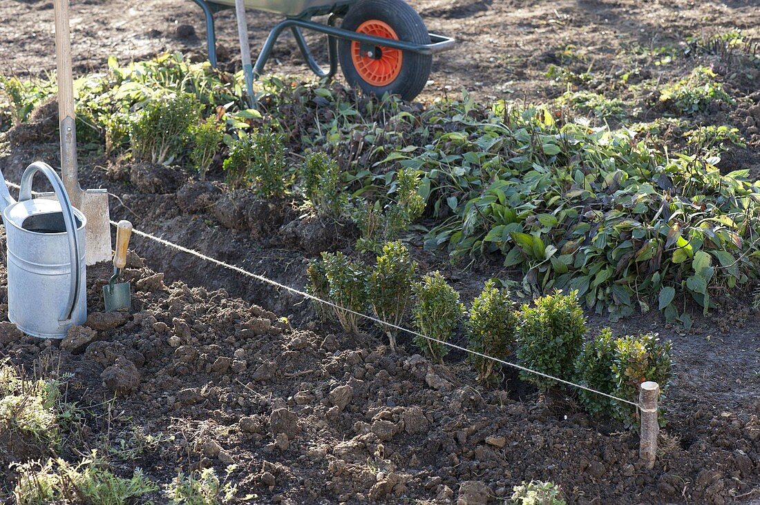 Buchs-Hecke pflanzen 2/5