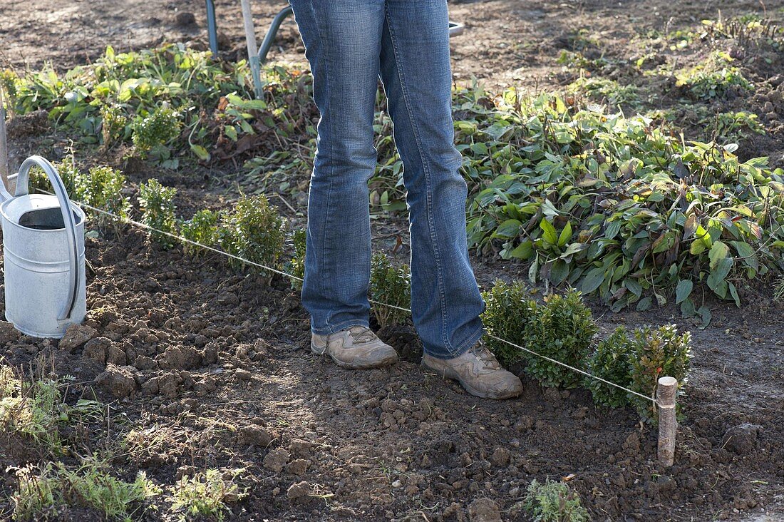 Box - planting a hedge (4/5)