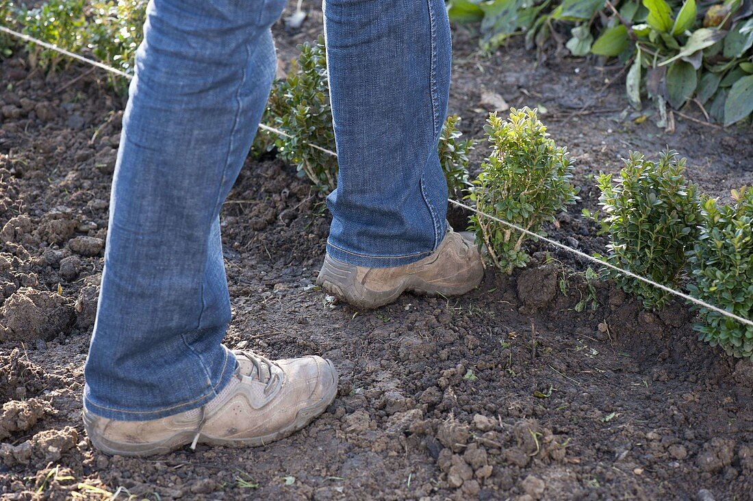 Buchs-Hecke pflanzen 4/5