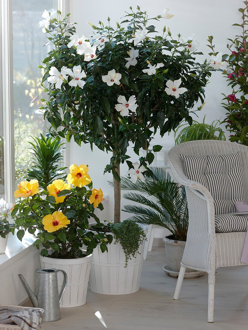 Hibiscus rosa-sinensis 'Hula Girl' yellow, 'Alabaster' white (Hibiscus)