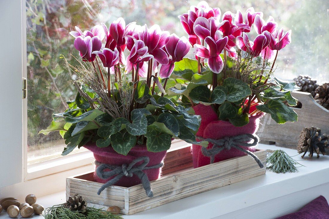 Cyclamen (cyclamen) in felt pot on windowsill, decorated