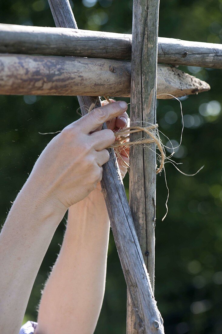 Woman tying beanstalks together