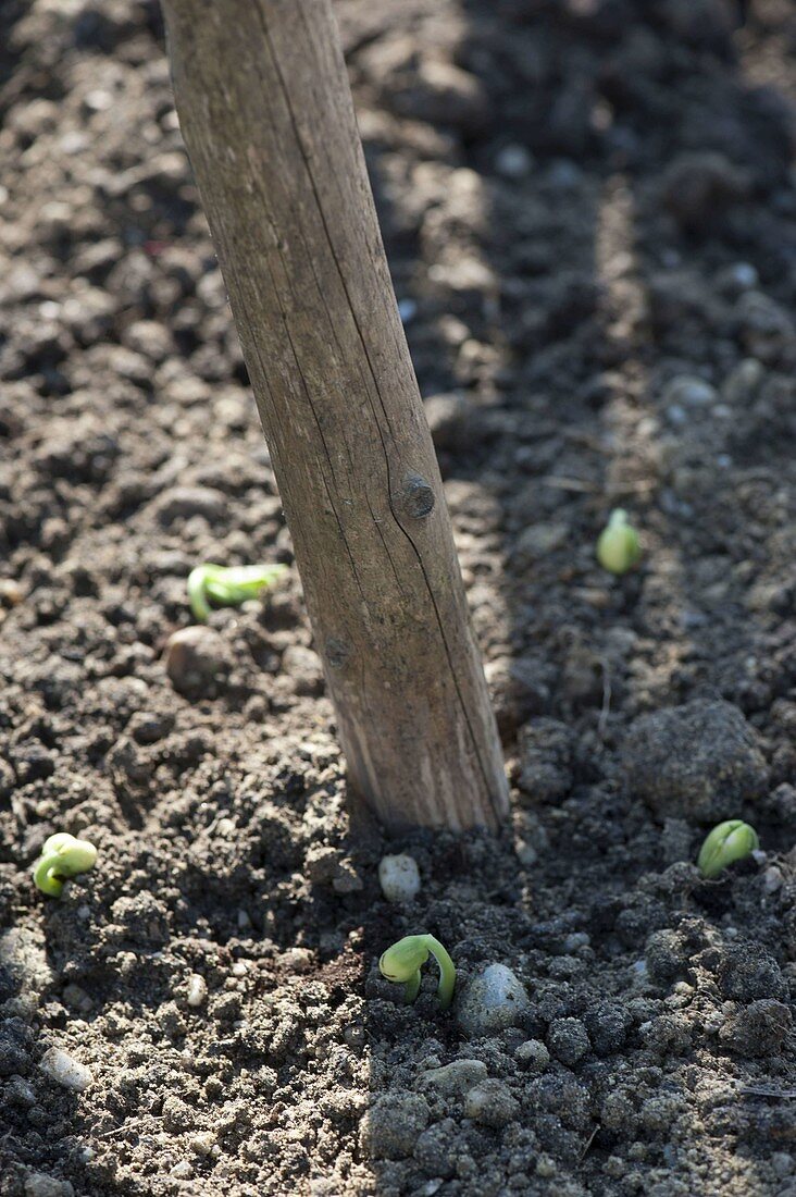 Runner beans (Phaseolus) around beanstalk