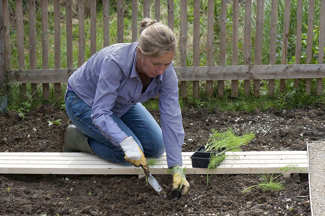 Woman planting fennel (foeniculum)