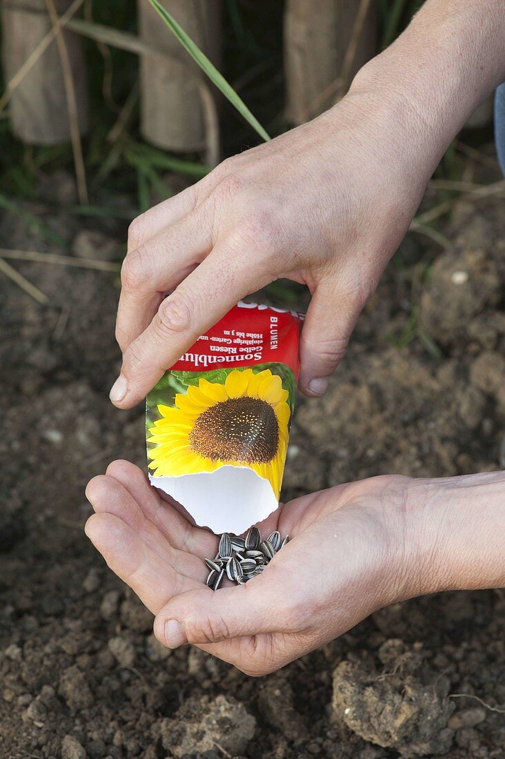 Pouring Helianthus seeds into your hand from bag