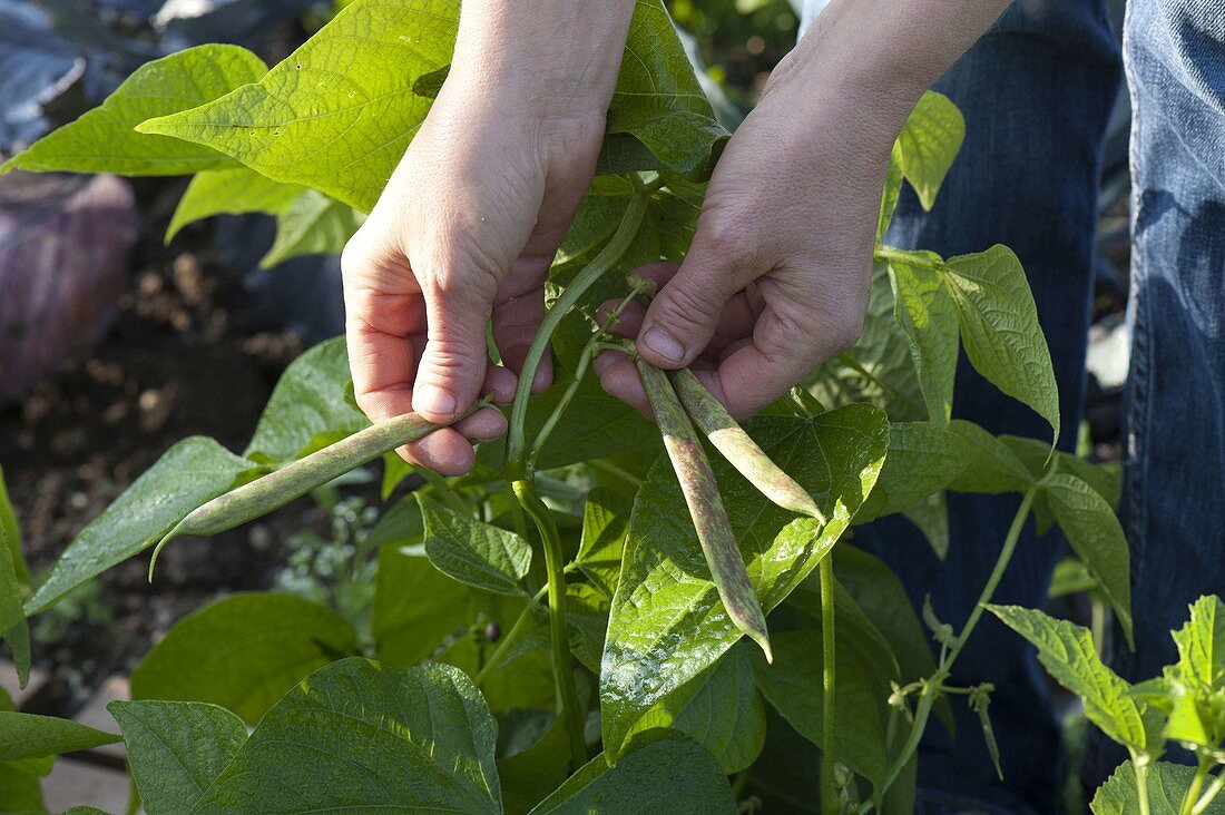 Woman picking bush beans (Phaseolus)