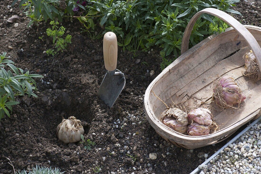 Lilium (lily), plant onions in the bed