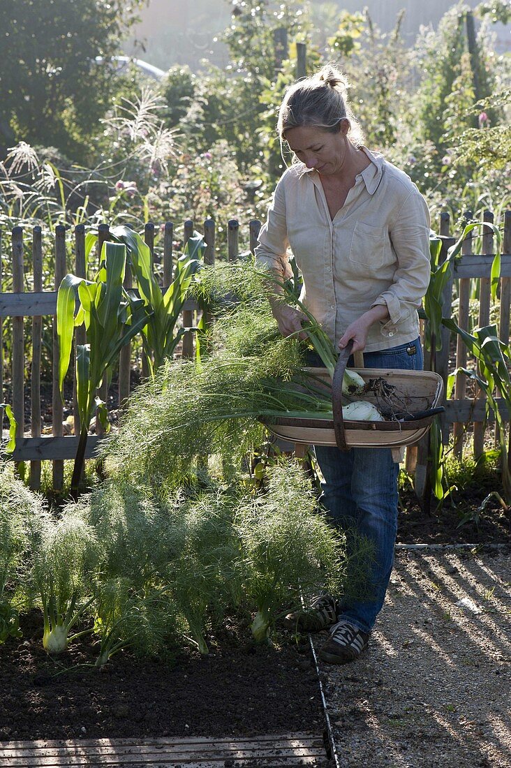 Woman harvesting fennel (Foeniculum)