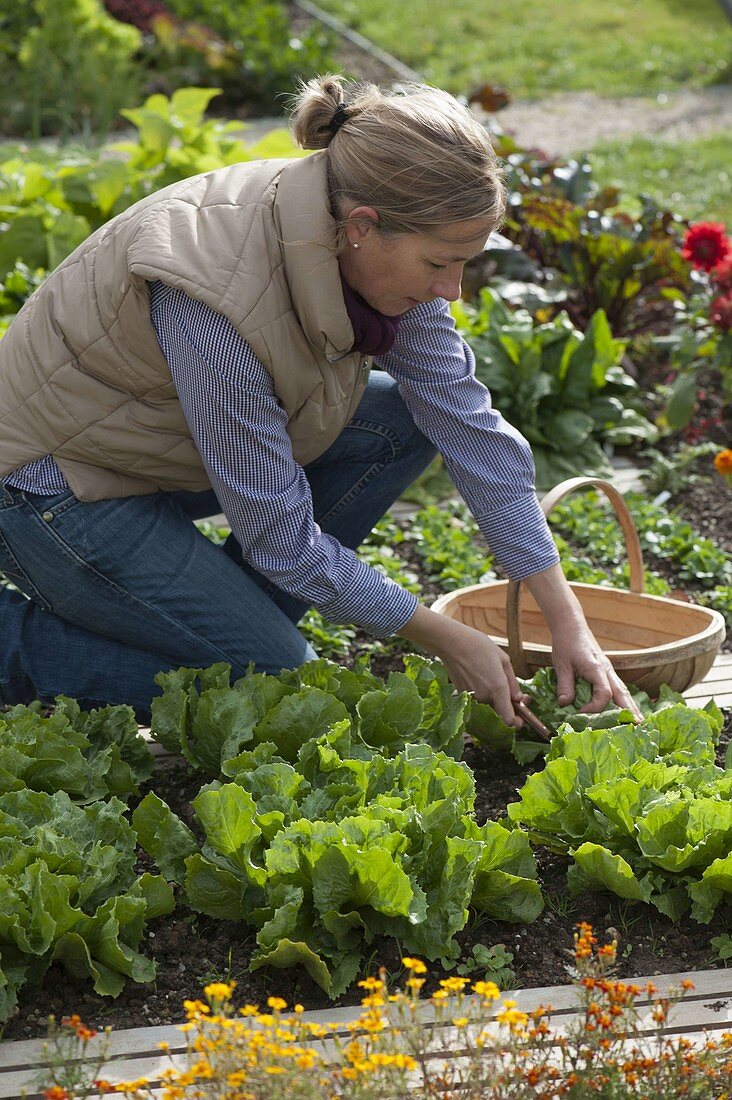 Woman harvesting endive (Chicorium endivia), tagetes (marigolds)