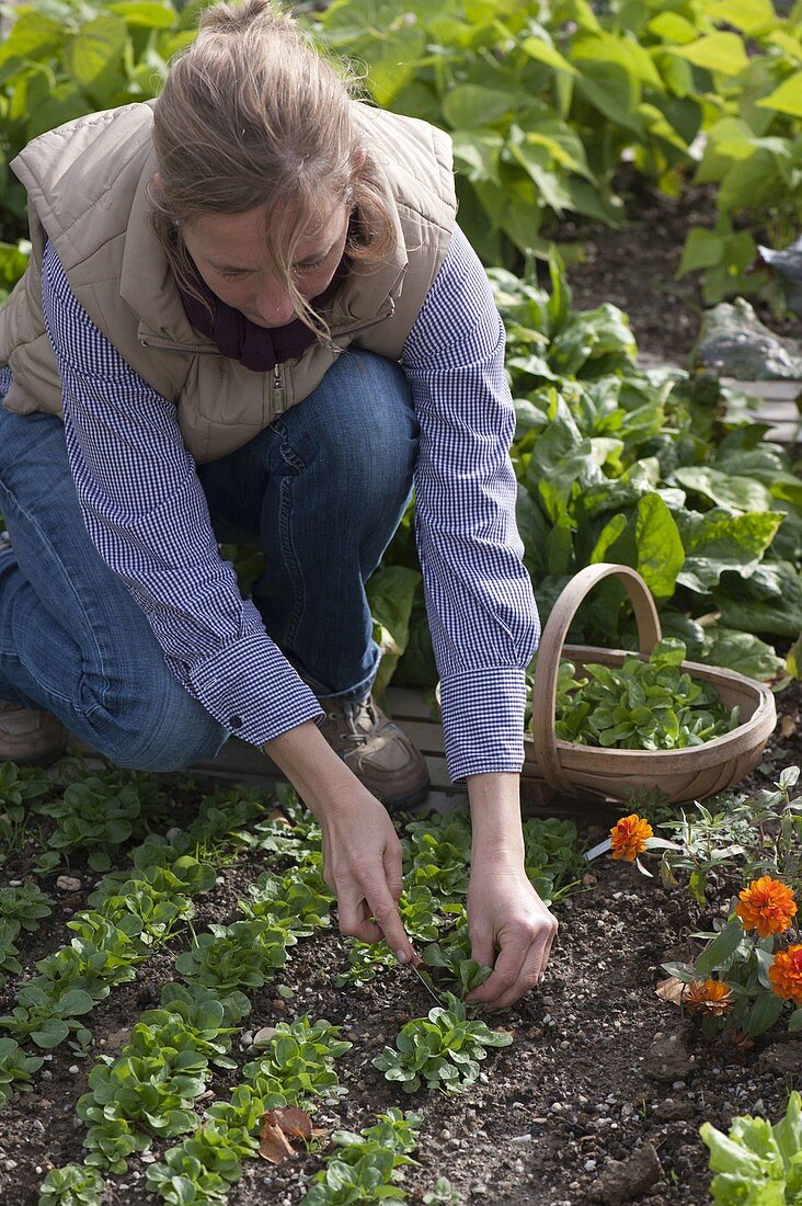 Woman harvesting lamb's lettuce (Valerianella locusta)