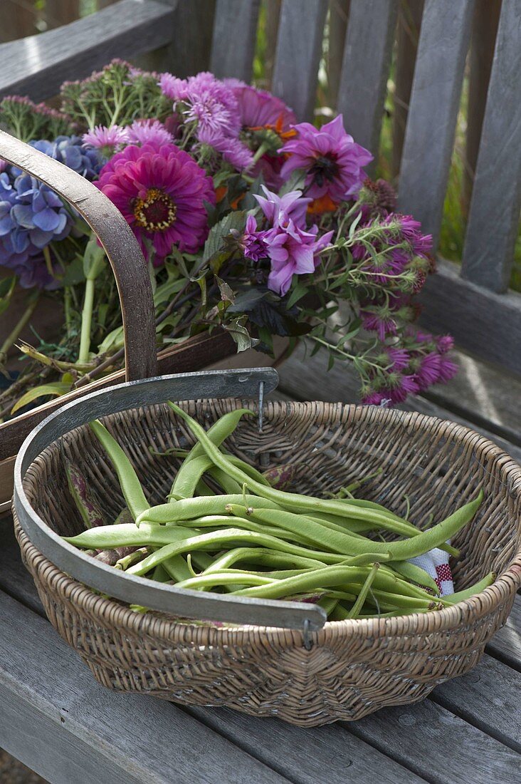Körbe mit frisch geernteten Bohnen (Phaseolus) und Blumen