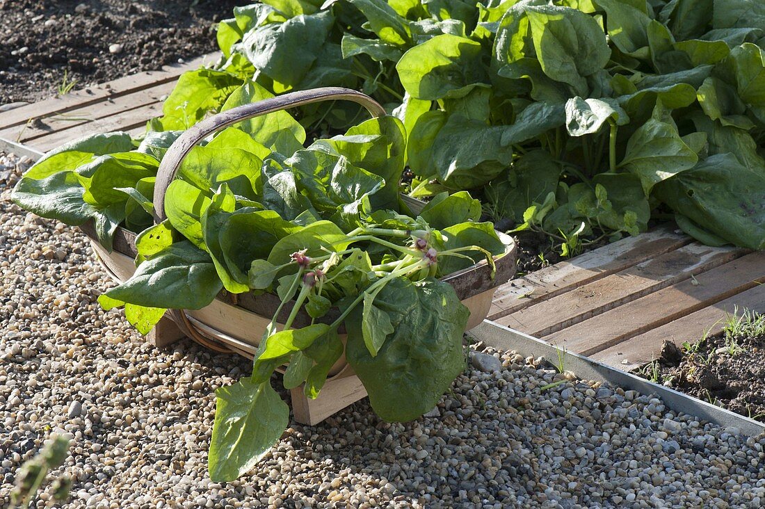 Basket of freshly harvested spinach 'Madator' (Spinacia oleracea)