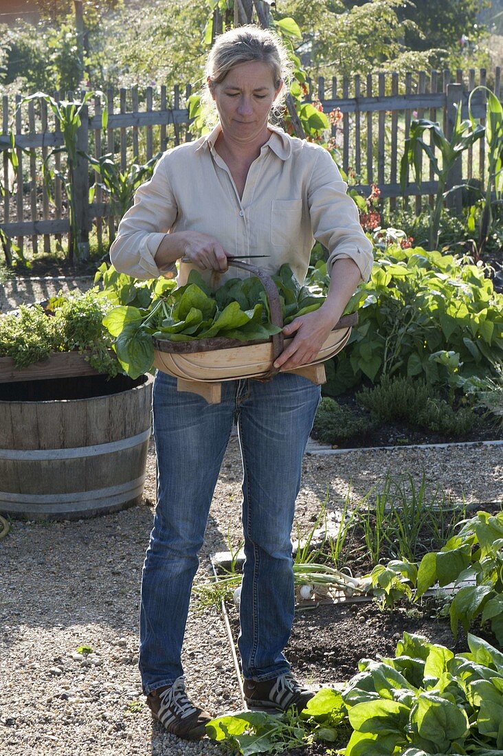 Woman with freshly harvested spinach 'Madator' (Spinacia oleracea)