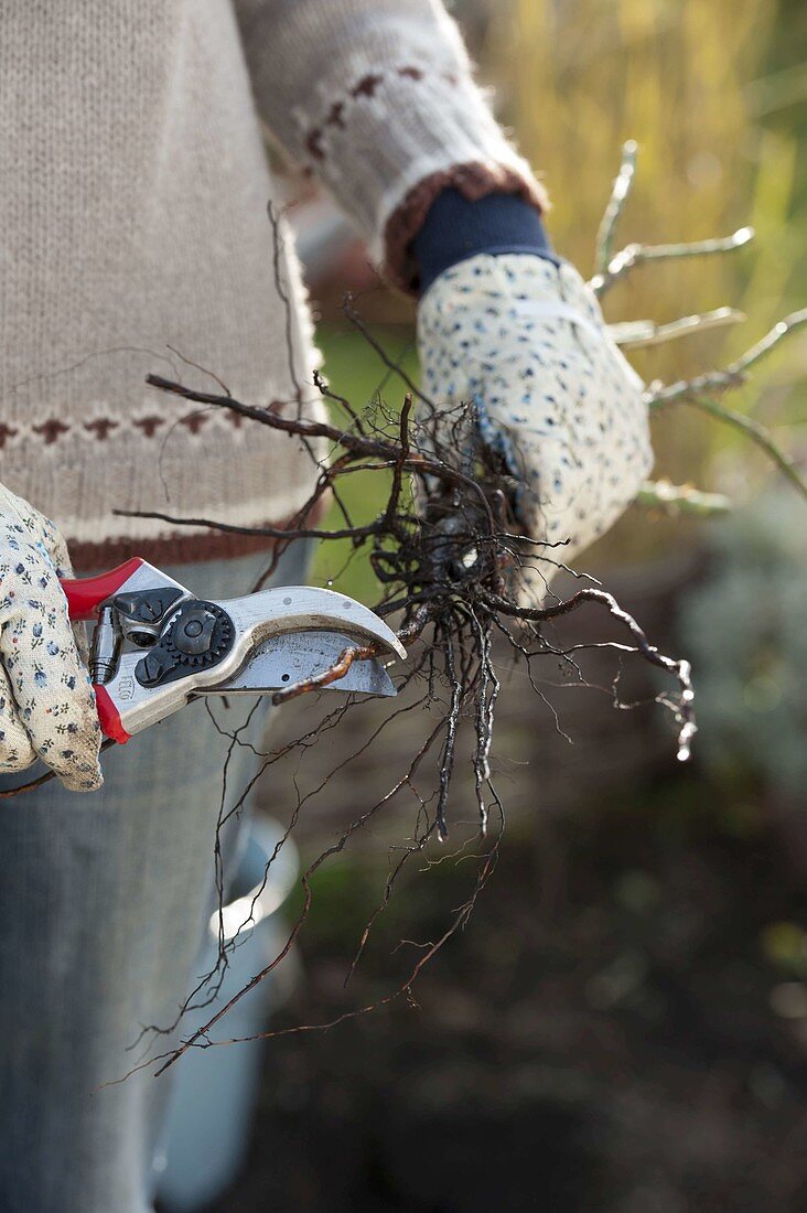 Planting rootless roses in autumn