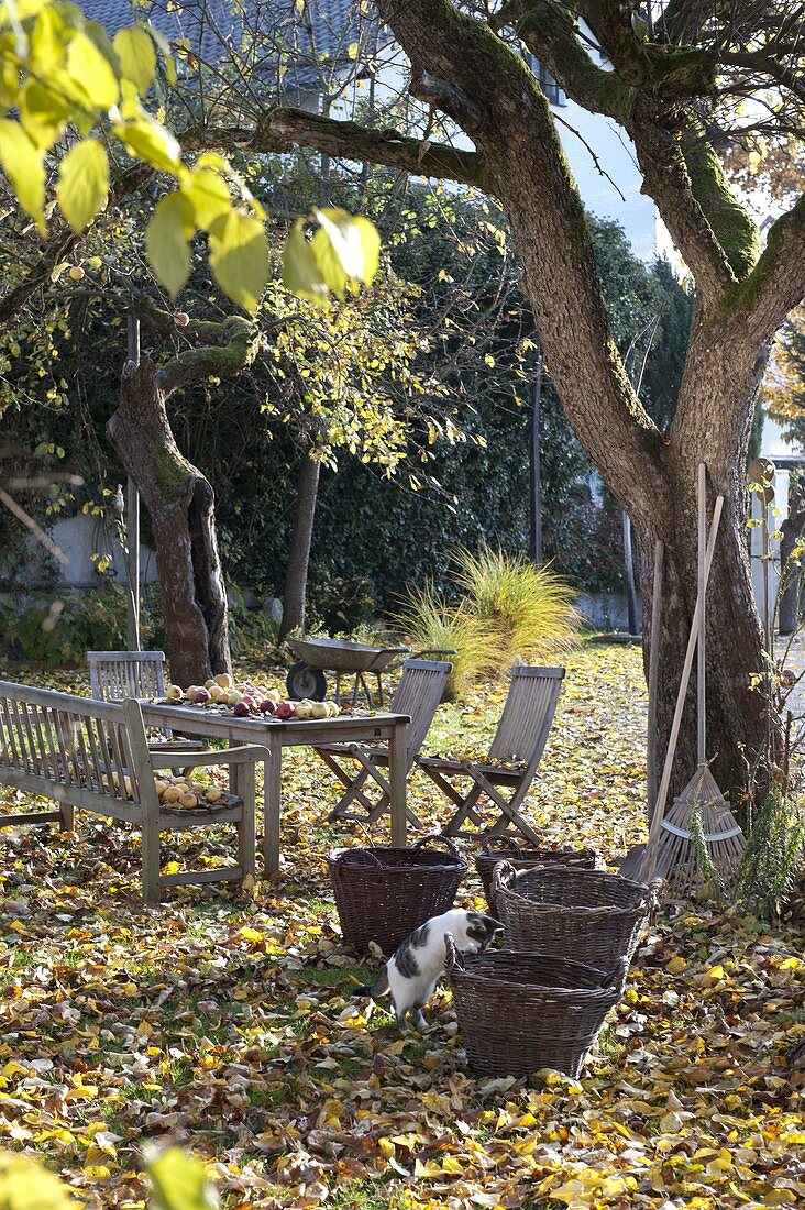 Autumn leaves in the garden