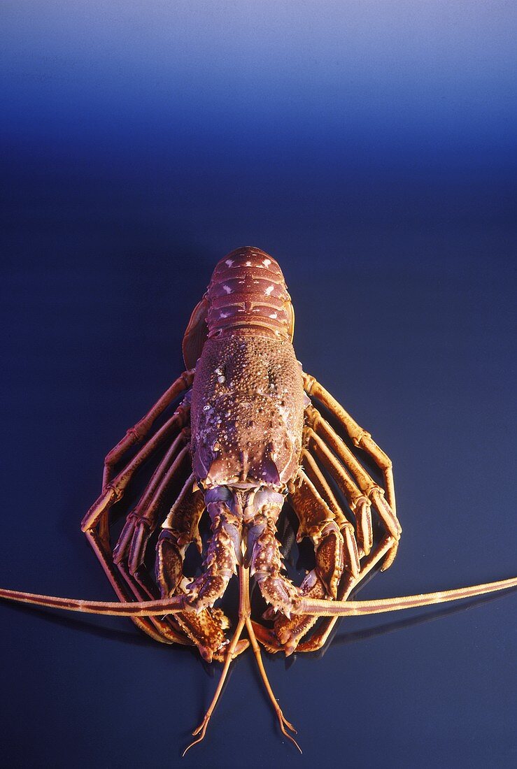 Spiny Lobster with Tail Rolled Under