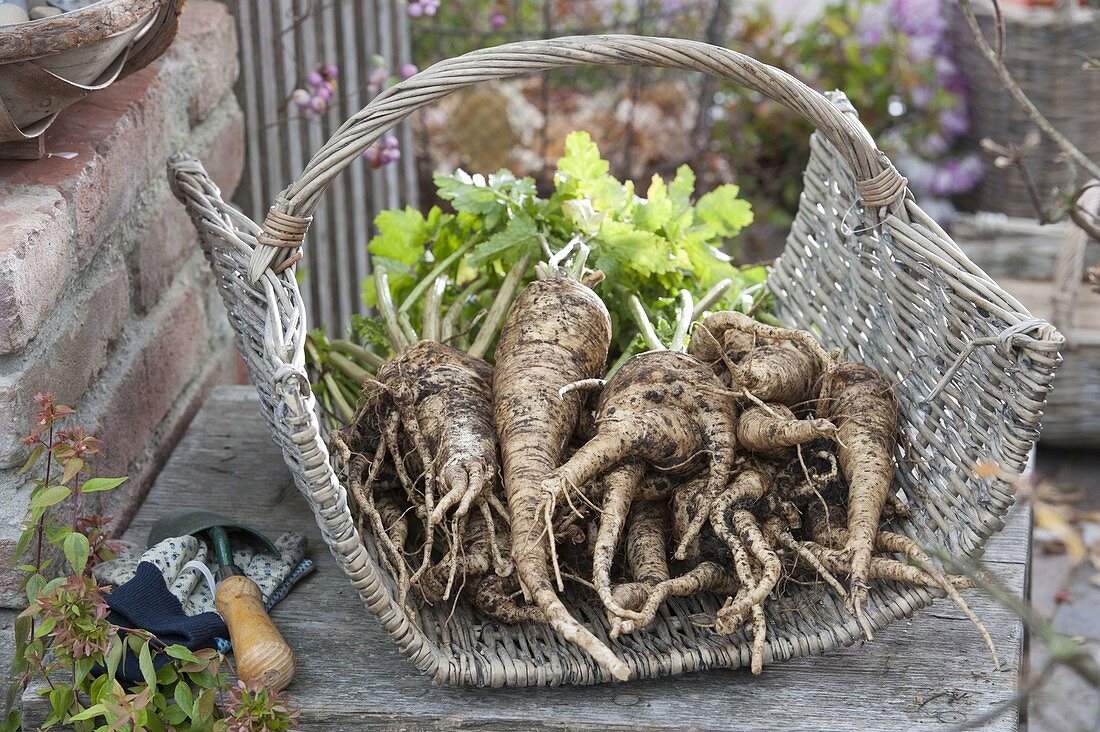 Freshly harvested parsnips (Pastinaca sativa) in firewood basket